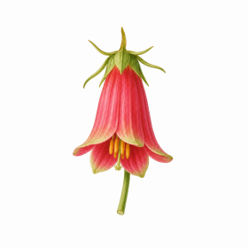 Fleur de Christmas Bell Synergie - Élixirs de Fleurs