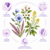 Présentation de l'élixir floral compte goutte "Vie Féminine" - Élixirs de Fleurs