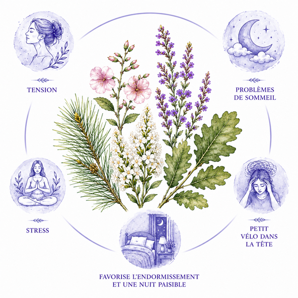 Présentation de l'élixir floral "Sommeil Réparateur" - Élixirs de Fleurs