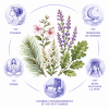Présentation de l'élixir floral "Sommeil Réparateur" - Élixirs de Fleurs