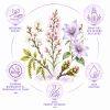 Présentaion de l'élixir floral spray "Cure anti-tabac" - Élixirs de Fleurs