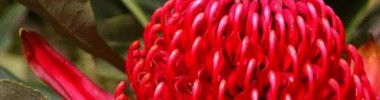 Bush Australien & Autres