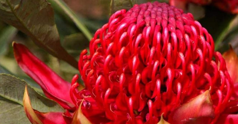 Élixirs du Bush Australien